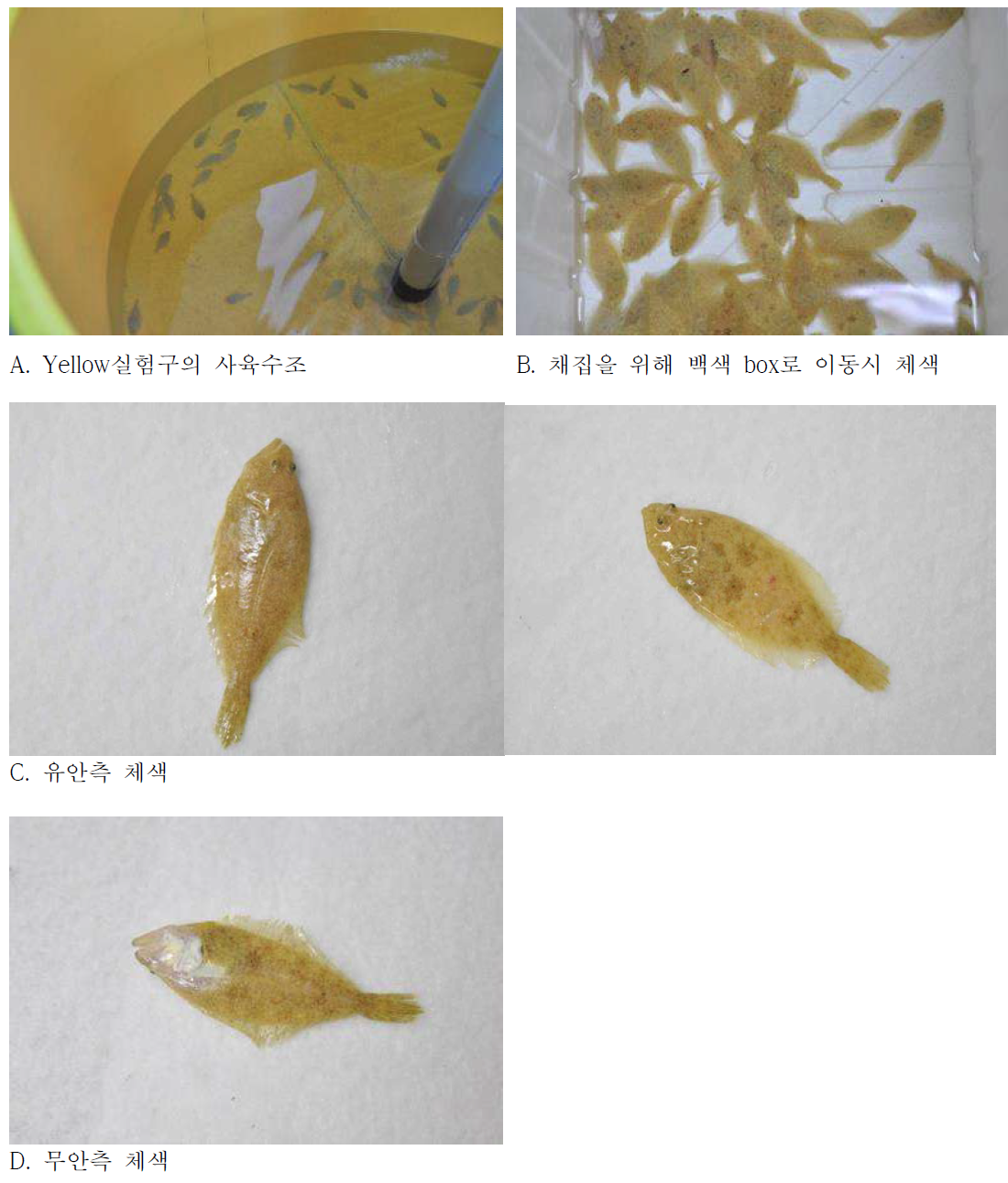 Yellow실험구 넙치치어의 체색 변화