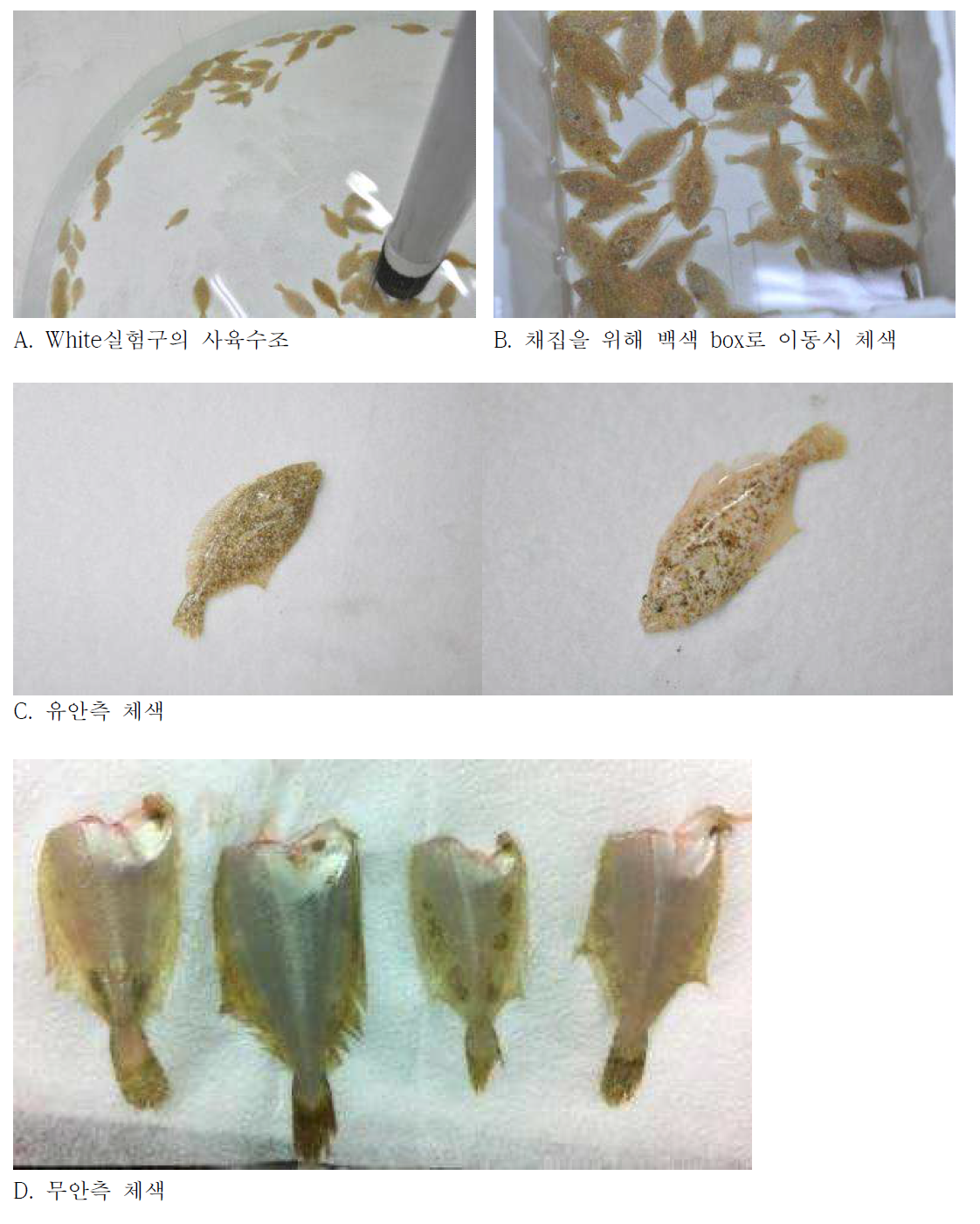 White실험구 넙치치어의 체색 변화