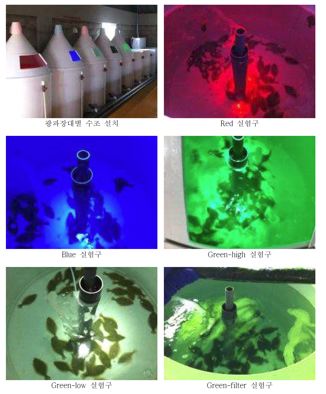 광파장 조절을 통한 넙치 성장촉진 시스템 실험 과정