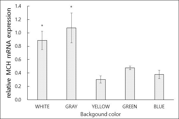 수조색에 따른 넙치 MCH의 발현양상