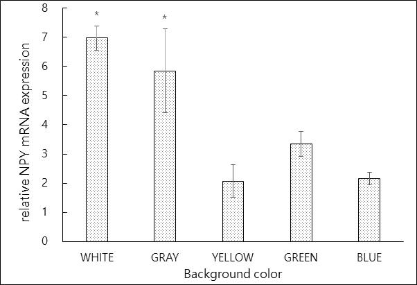 수조색에 따른 넙치 NPY의 발현양상