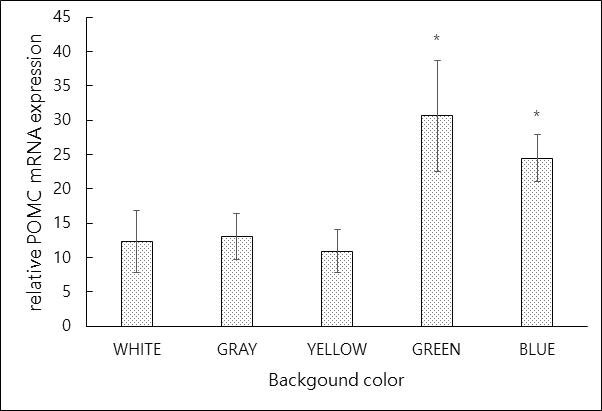 수조색에 따른 넙치 POMC의 발현양상