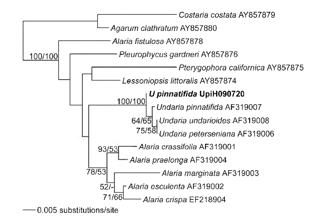 핵의 5.8S rRNA 유전자를 포함하는 internal transcribed region (ITS) 1과 2 영역들의 염기서열 정보를 바탕으로 작성된 미역과(Alariaceae)에 속하는 종 들의 근린접합 계통수
