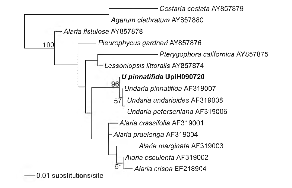 핵의 5.8S rRNA 유전자를 포함하는 internal transcribed region (ITS) 1 과 2 영역들의 염기서열 정보를 바탕으로 작성된 미역과 (Alariaceae)에 속하는 종들의 최 대유사 계통수.