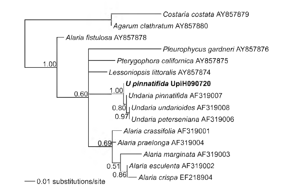 핵의 5.8S rRNA 유전자를 포함하는 internal transcribed region (ITS) 1 과 2 영역들의 염기서열 정보를 바탕으로 작성된 미역과 (Alariaceae)에 속하는 종들의 Bayesian 계통수.