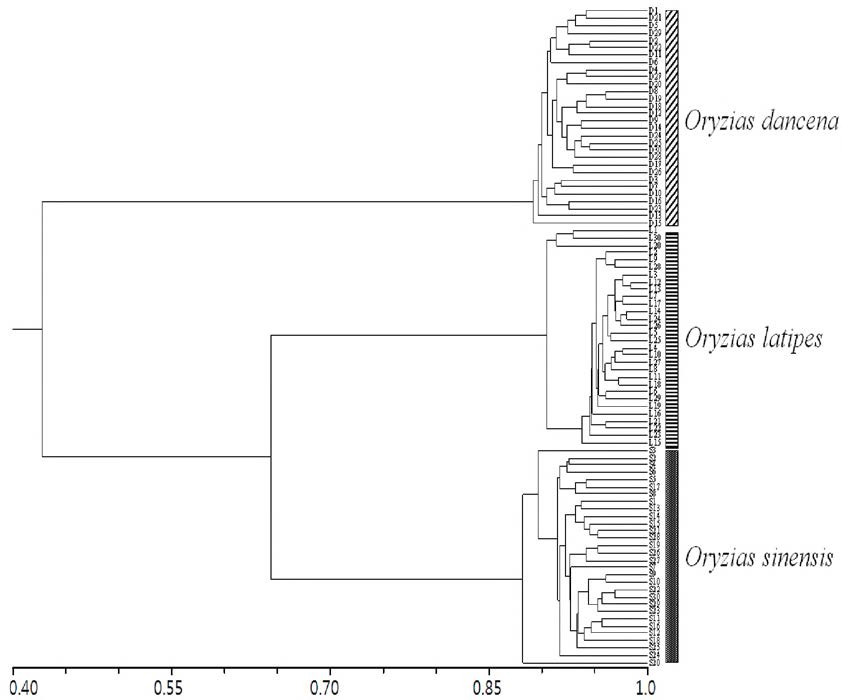 Oryzias속 어류 3종의 유전적 거리를 이용한 UPGMA dendrogram.