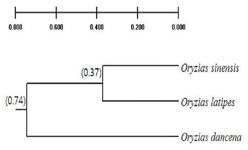 TFPGA program을 이용한 Oryzias속 어류 3종의 UPGMA dendrogram.