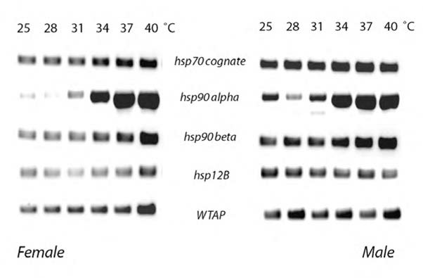 고온 자극 (thermal stress)에 대한 heat shock protein (hsp) 유전자 isoform transcripts 및 warm-temperature acclimation protein (WTAP) transcript의 발현 반응 특징.