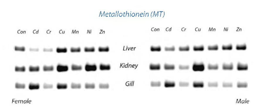 중금속 노출 (heavy metal exposure)에 대한 metallothionein mRNA의 조직별 (liver, kidney 및 gill) 전사 발현 반응 특징 .