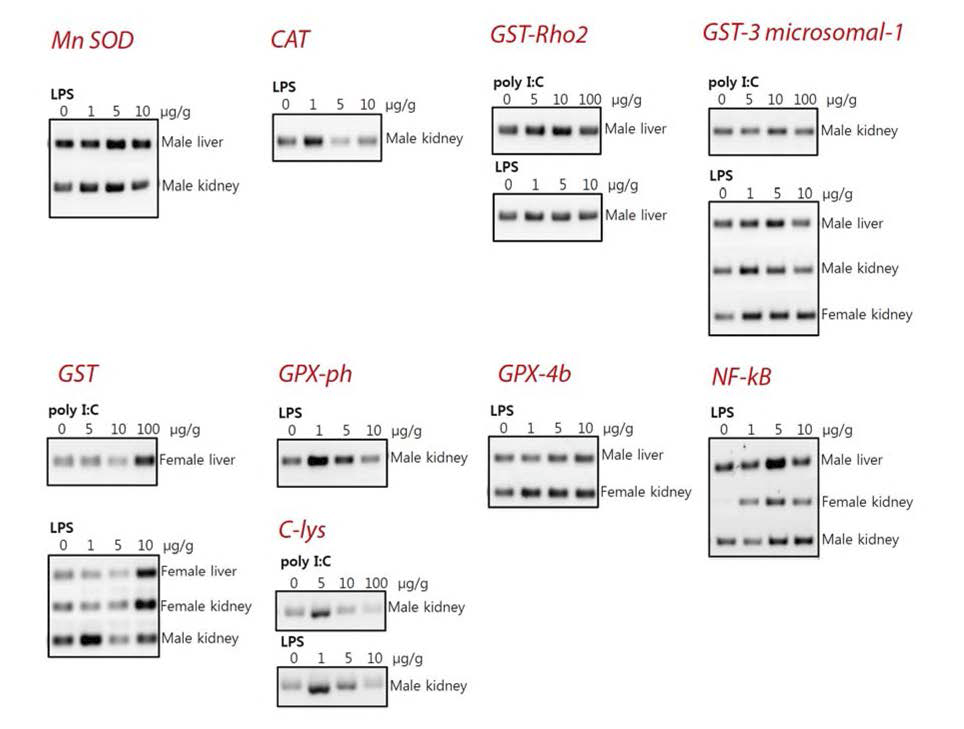 면역 자극 (immune challenge； poly 1C 및 LPS injection)에 대하여 발현 증감을 보이는 일부 유전자들의 RT-PCR 분석 예.