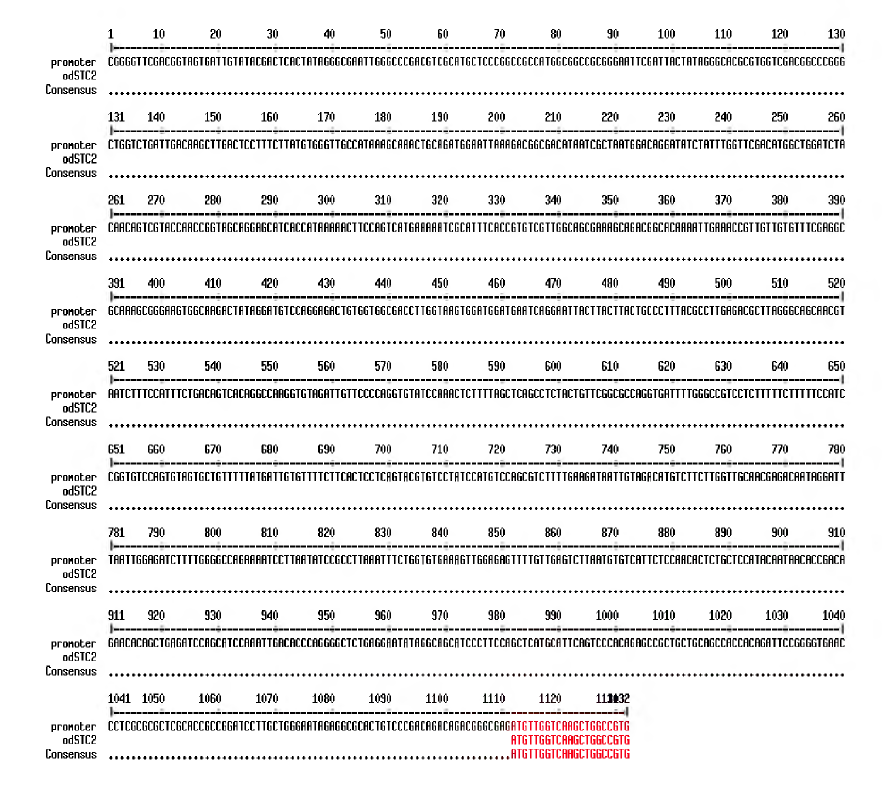 Genome walking을 통해 확보된 스타니오칼신-2 프로모터 염기서열.