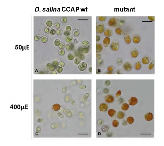 D. salina CCAP19/18 의 야생형과 돌연변이주의 형태적 차이.