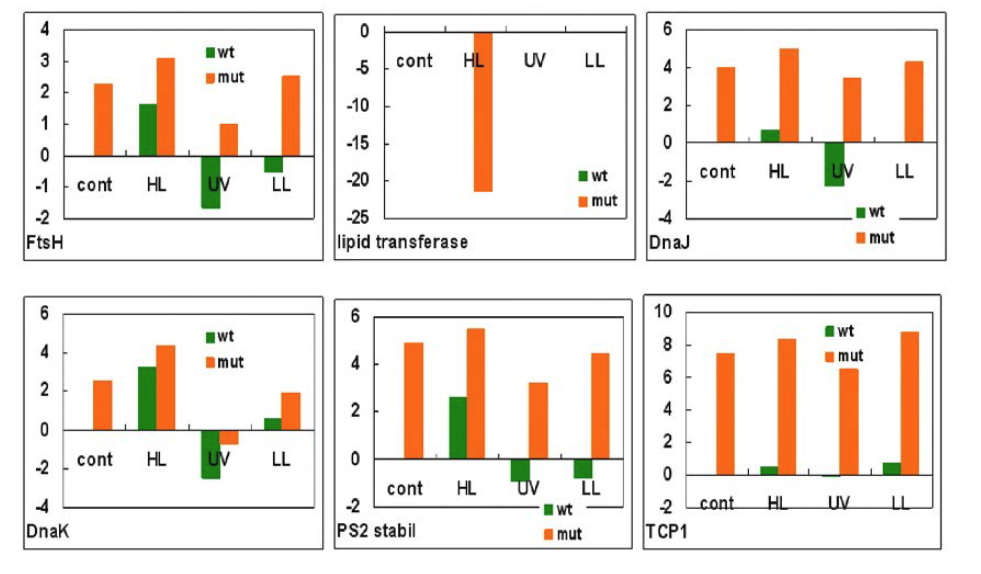qRT-PCR을 통해 비교한 산화 스트레스 관련 유전자 발현 비교.