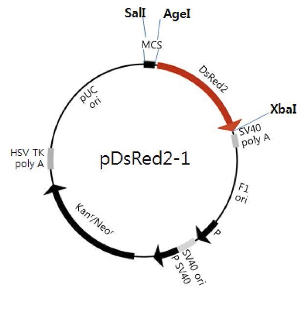 Oryzias dancena의 삽입 유전자의 기본 vector, pDsRed2- l map.