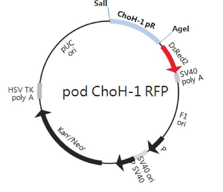 podchgH-1 RFP 의 vector map.
