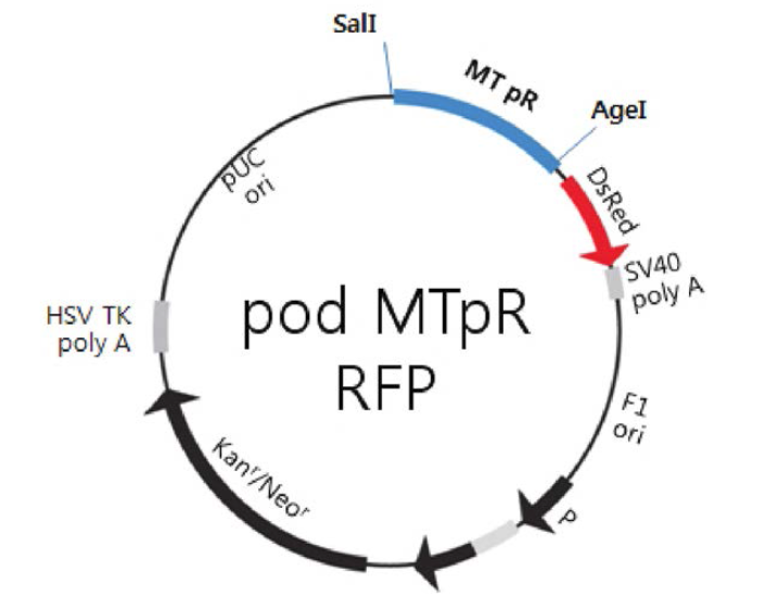 podMT RFP의 재조합 발현벡터 map.