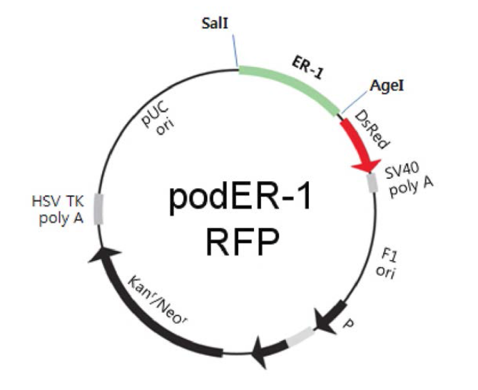 podER-l RFP의 vector map