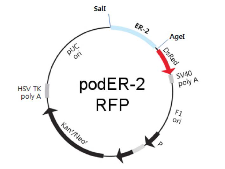 podER-2 RFP의 vector map.