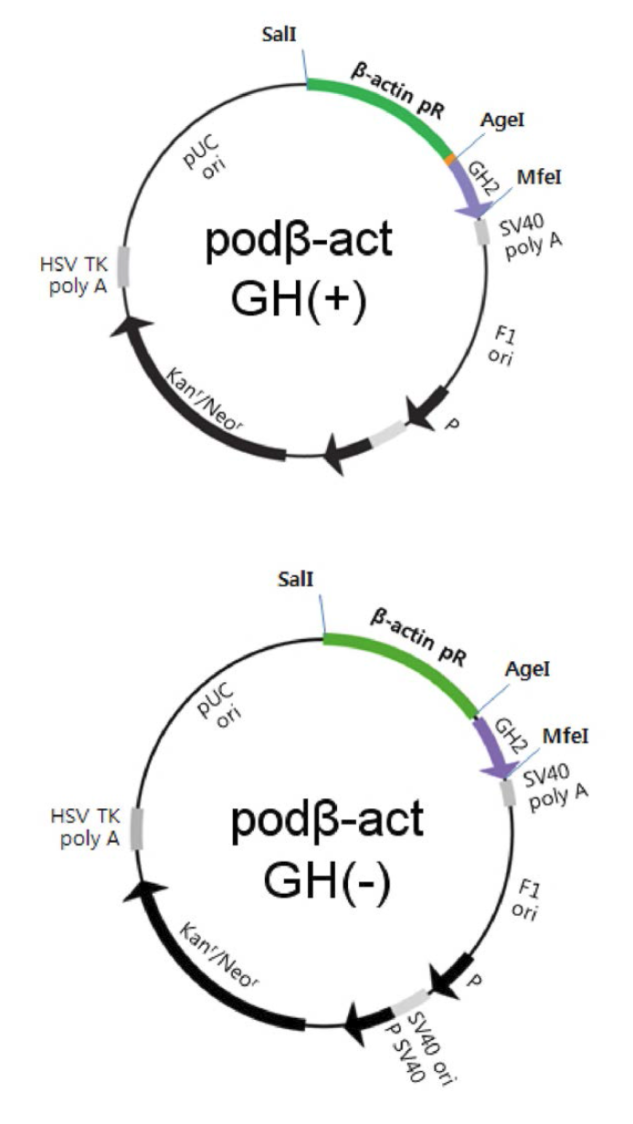 podb-act GH(+ )，podb-act GH( - ) 의 발현벡터 map.