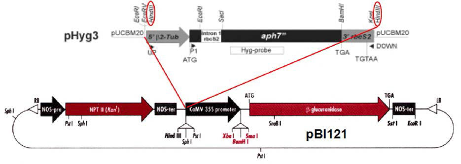 Hygromycin 저항성 유전자 aph7