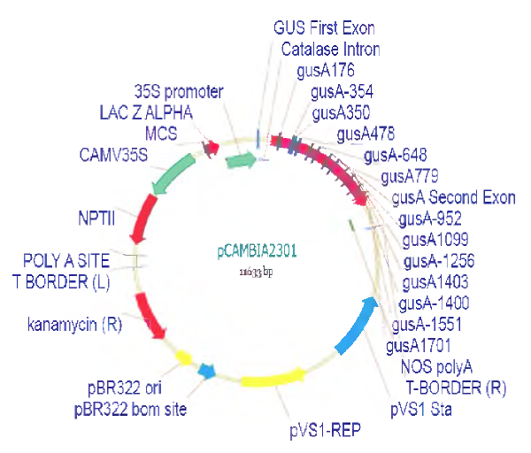 Kanamycin 저항성 유전자 nptII 이 선발마커로 삽입된 pCAMBIA2301 발현벡터.