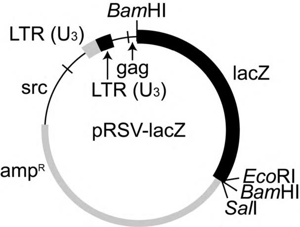pRSV-lacZ 발현벡터의 map.