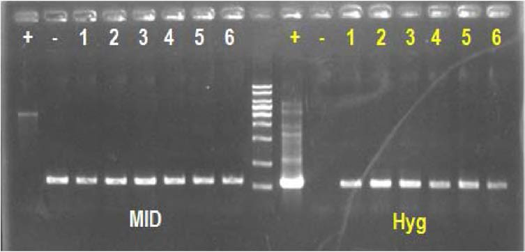 Glass bead 방법을 이용하여 Chlamydomonas 도입한 hygromycin 저항성 유전자의 PCR 확인.