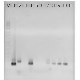 lacZ 유전자가 미역 (UpiG090616)의 genome에 삽입되었는지 유무를 확인하기 위해 PCR 분석