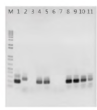 lacZ 유전자가 미역 (UpiH090720)의 genome에 삽입되었는지 유무를 확인하기 위해 PCR 분석
