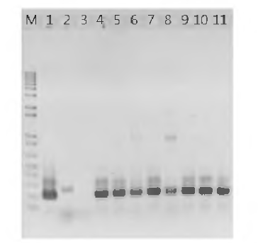 lacZ 유전자가 다시마 (LjaH090720)의 genome에 삽입되었는지 유무를 확인하기 위해 PCR 분석