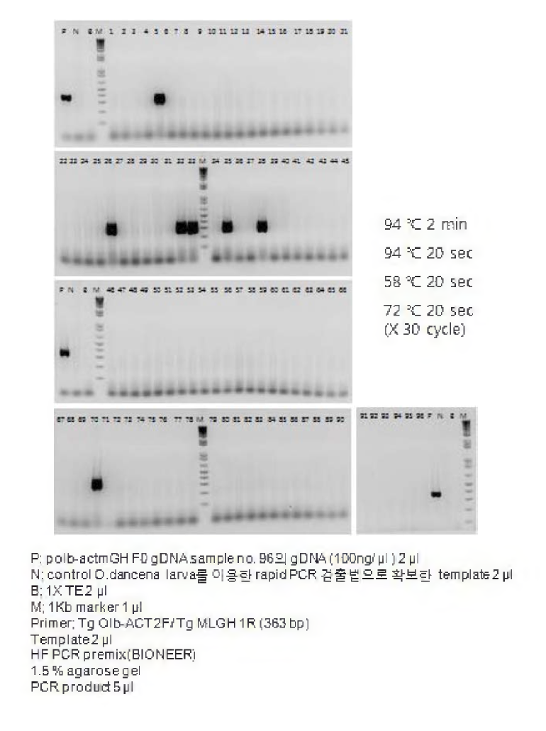 polb-actmGH 실험군인 Strain OLbmGH#3의 살아있는 부화 자어를 이용한 rapid PCR 검출 결과.