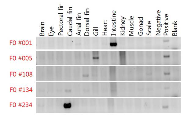 가속성장 유도 유전자 이식 실험군 중 podmtGH 실험군의 조직별 도입 유전자 분포 양상 검사를 위 한 PCR 분석.