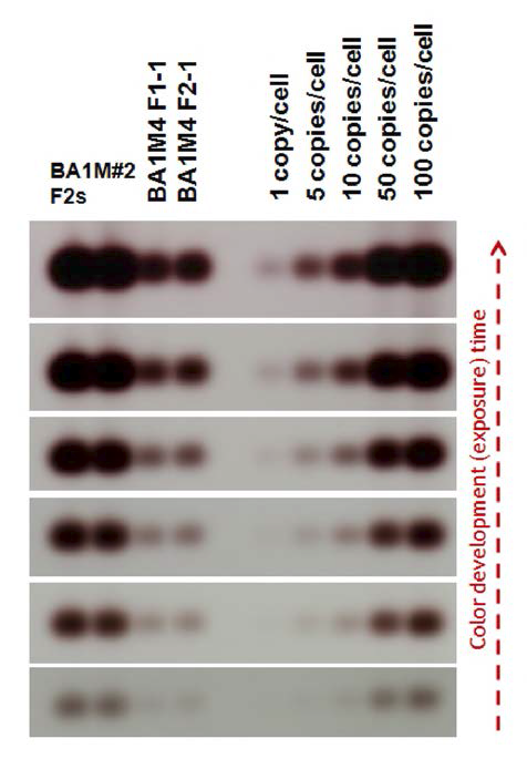 선발된 BA1M#4 개체들의 유전자변형 유전자 삽입 copy 수 유추를 위 한 Southern blot hybridization 분석 .