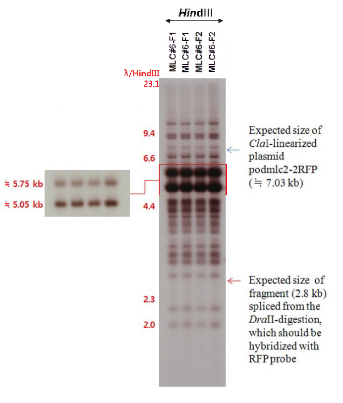 MLC#6 가계로부터 선발된 유전자변형 F1 및 F2 개체들의 Southern blot hybridization 분석.
