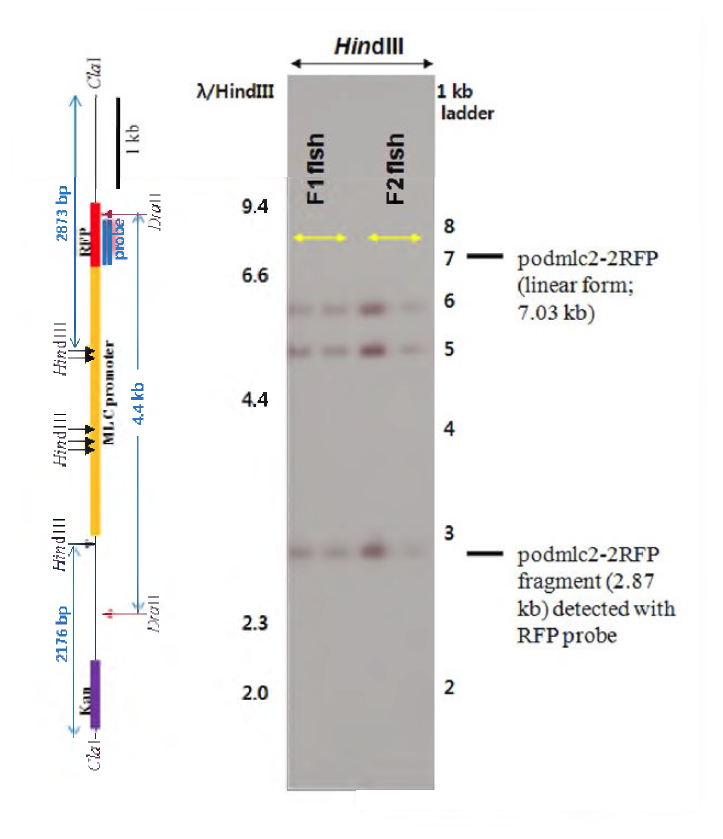 MLC#8 가계로부터 선발된 유전자변형 F1 및 F2 개체들의 Southern blot hybridization 분석.
