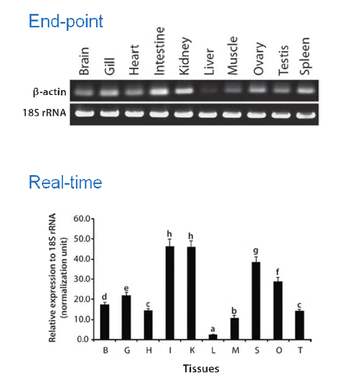 비유전자변형 어류에서 내재 유전자 b-actin의 RT-PCR 발현 분석.
