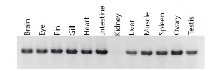 유전자변형 어류에서 내재 유전자 b-actin의 RT-PCR 발현 분석