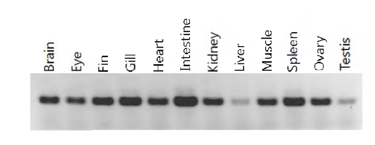 유전자변형 어류에서 b-actin 프로모터의 조절을 받는 REP 유전자의 RT-PCR 발현 분석