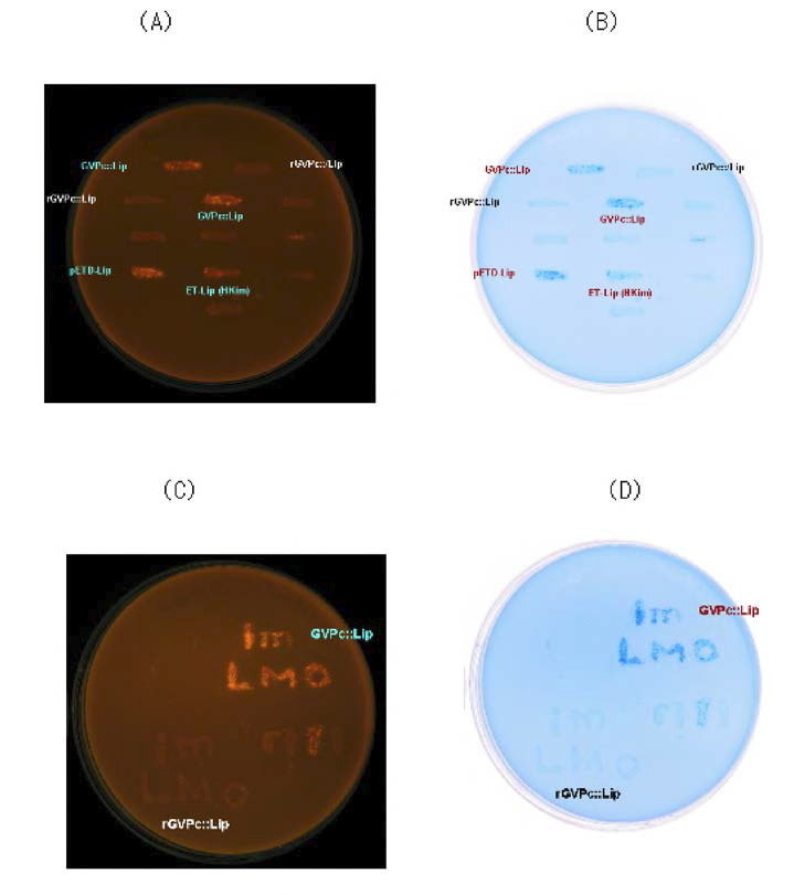 Rhodamine plate를 이용한 lipase 활성 분석.
