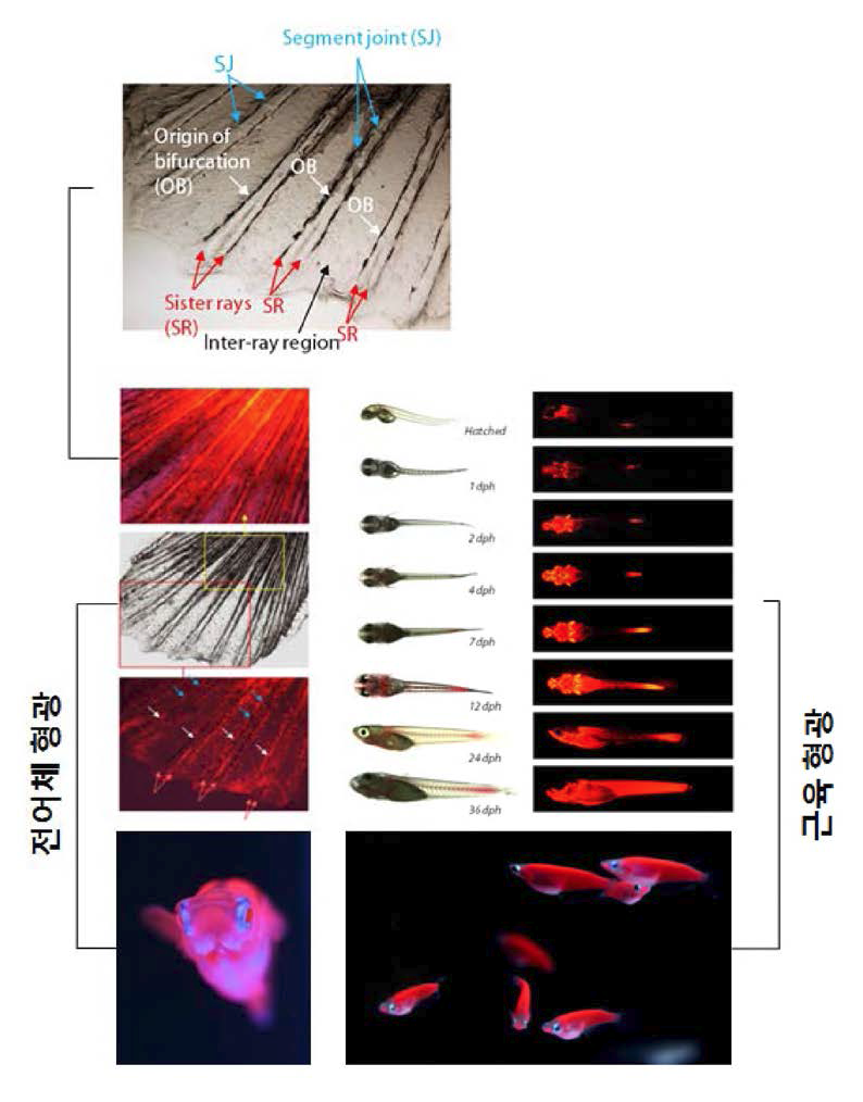 형광단백질 표현형 유전자변형 어류의 기능 및 활용.