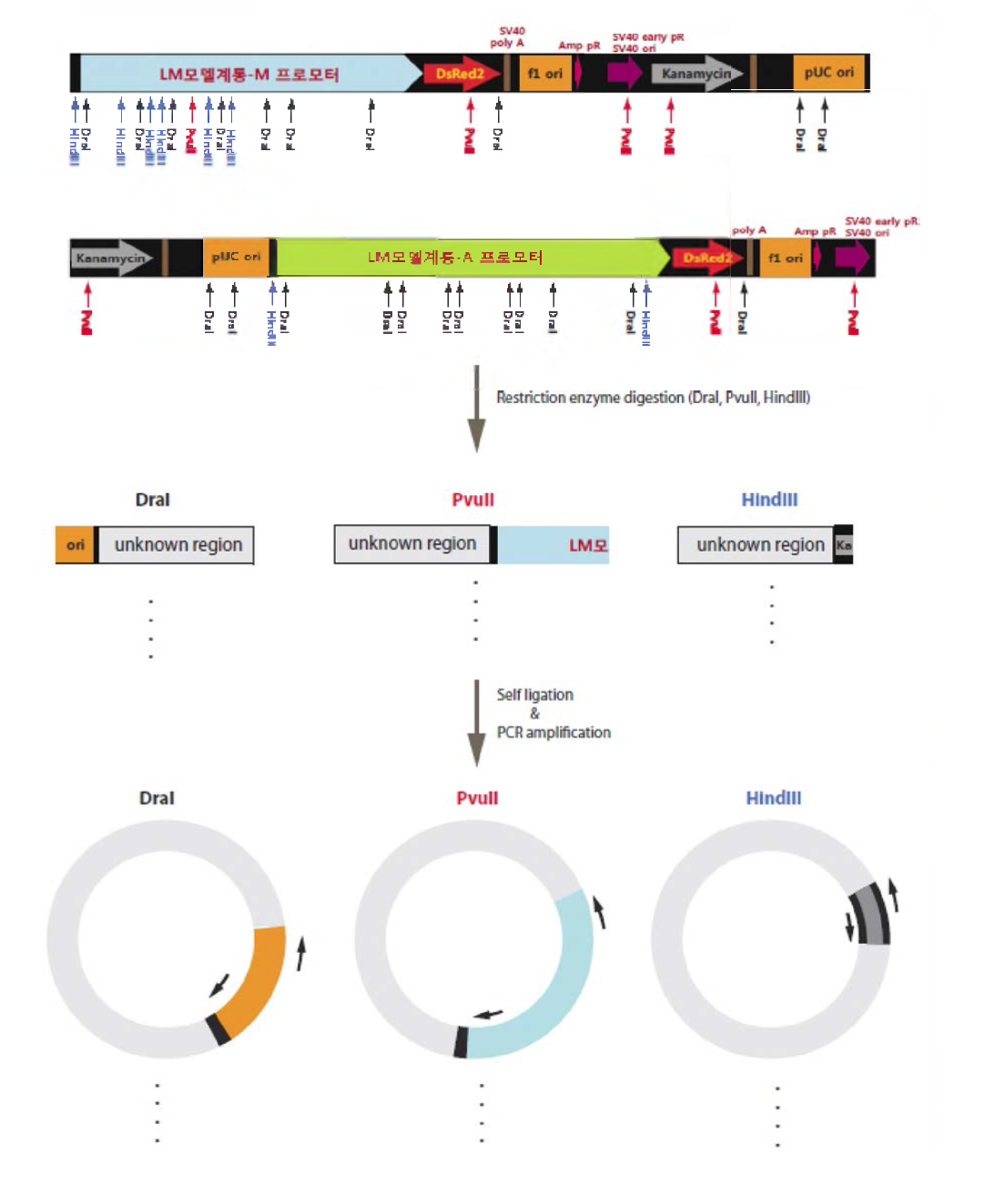 LM 모델 계통 -A, M의 게놈 내 도입 유전자 위치 분석을 위한 inverse PCR용 library 제작 및 PCR 모식도.