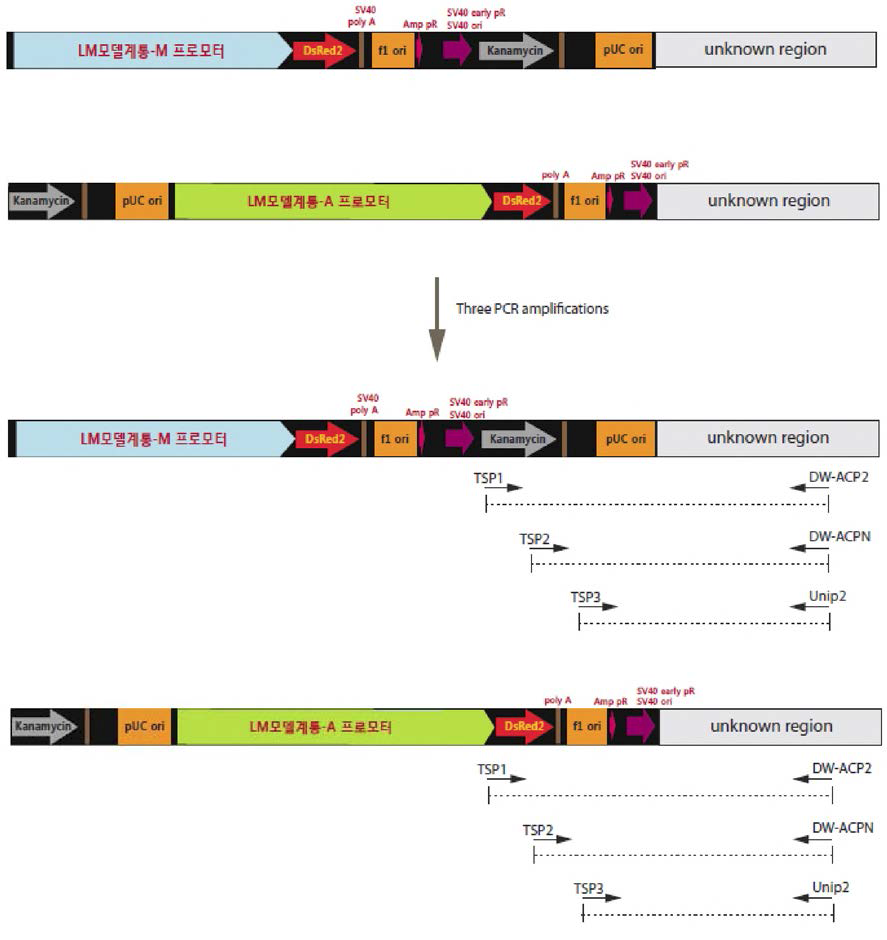 LM 모델 계통-A, M의 게놈 내 도입 유전자 위치 분석을 위한 tail PCR 모 식 도 .