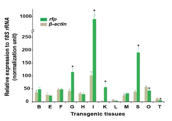 LM 어류 모델-A의 조직 내 도입 유전자 및 내재유전자(b-actin) mRNA의 분포 및 발현 수준 비교 평가.