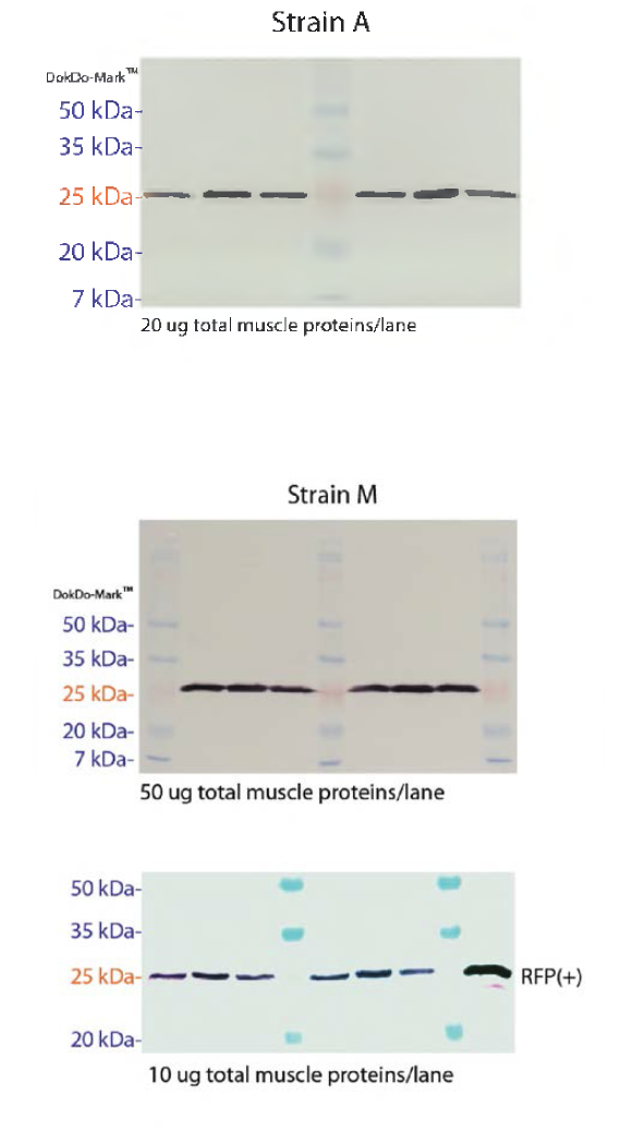 LM 어류 모델-A 및 LM 어류 모델-보에서의 도입 유전자 발현(단백질 발현) 안정성 에 관한 western blot 분석.