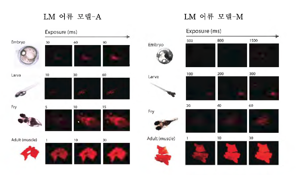 LM 어류 모델-A 및 LM 어류 모델-M로부터 도입유전자 산물(RFP단백질)의 형광 검출 민감도.