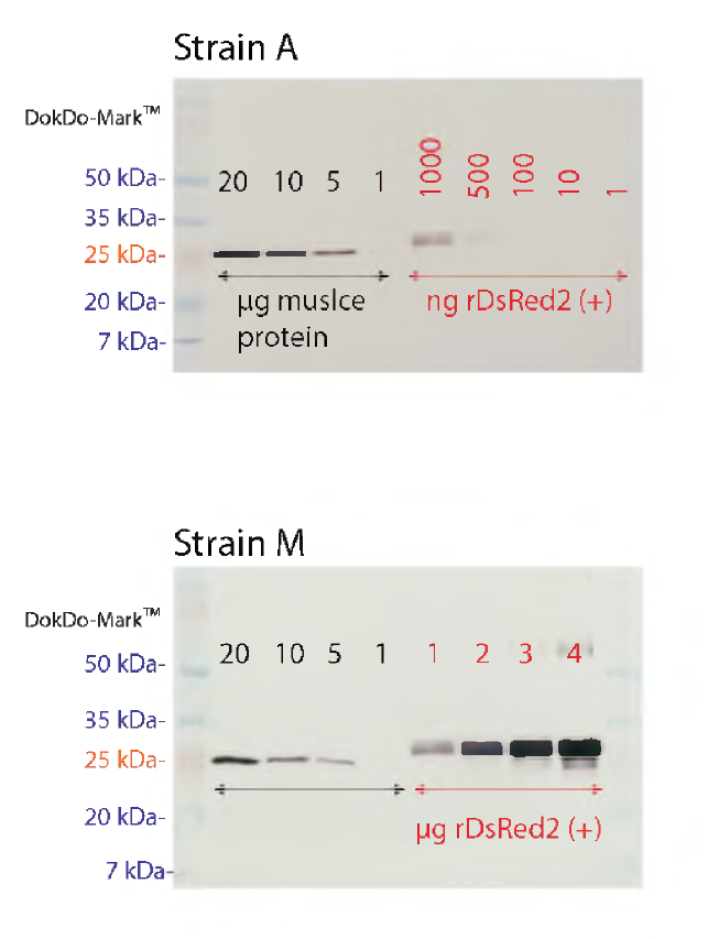 LM 어류 모델로부터 도입유전자 산물(RFP 단백질)의 Western blot 검출 민감도.
