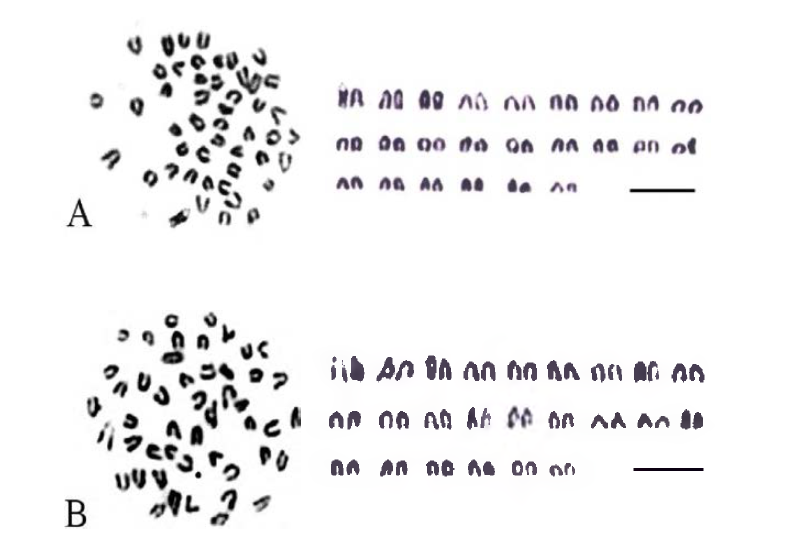 O.dancena와 O.javanicus 간에 유도된 잡종(ODJ:A, OJD：B)의 염색체 핵형.