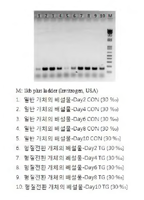 유전자변형 어류의 배설물 DNA를 이용한 O.dancena 의 내재성 유전자 가운데 high copy 유전자(cytochrome b，ctyb)의 PCR 증폭 산물 전기영동.