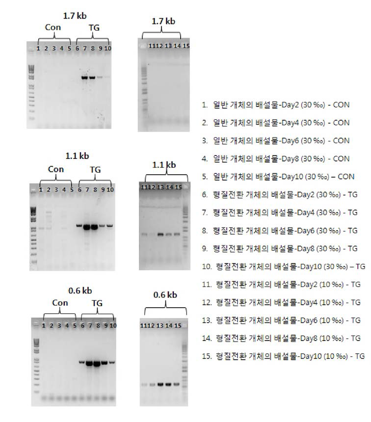 유전자변형 어류의 배설물 DNA를 이용한 다양한 길이의 도입 유전자 PCR 증폭 산물 전기영 동