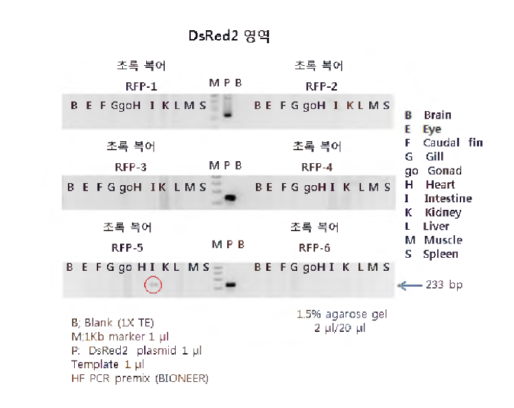LM 모델 계통- M을 10일간 섭취한 초록 복어의 조직별 DsRed2 영역의 PCR 분석 가능성 평가.